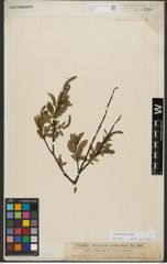 Foto von Salix waldsteiniana Willd.